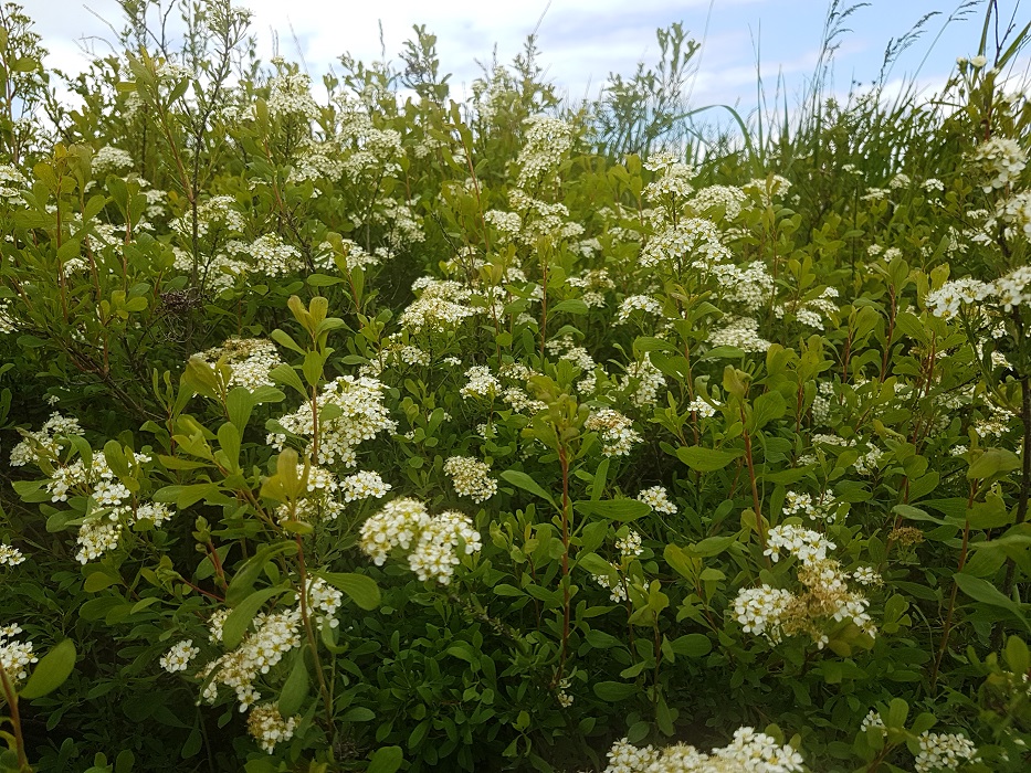 спирея городчатая