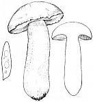 ����������� �����