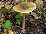 ������� �������
