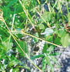 ����� �����