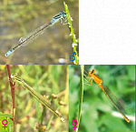 ������� �����