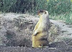 ����� ������������ (������)