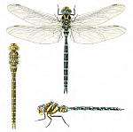 ��������� ���������