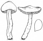 ������� ���������, ������� �����������