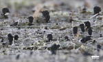 ������������� �������