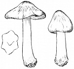 ����������� ���������