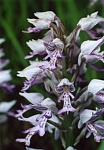 �������� �����������